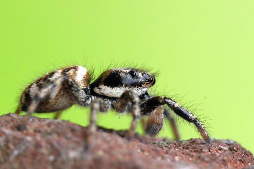Salticus scenicus